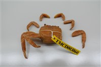 藏品(白紋方蟹)的圖片